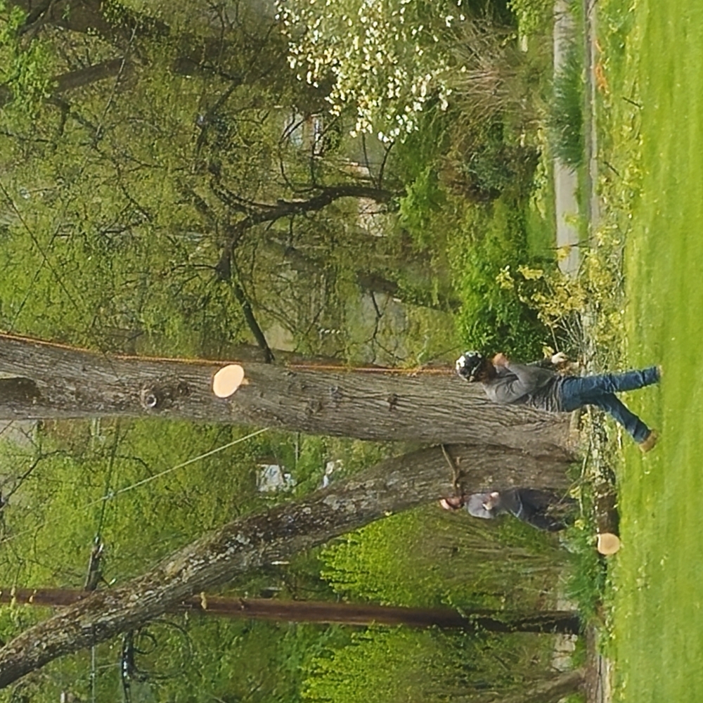 Tree Cutting Service